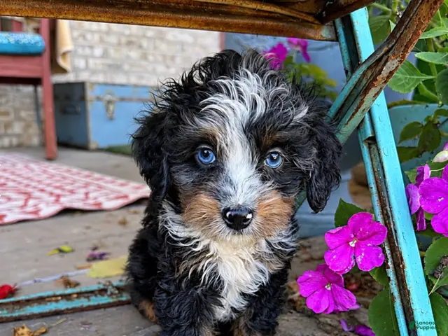 Mini Bernedoodle dogs for sale: Daisy - Ad 40