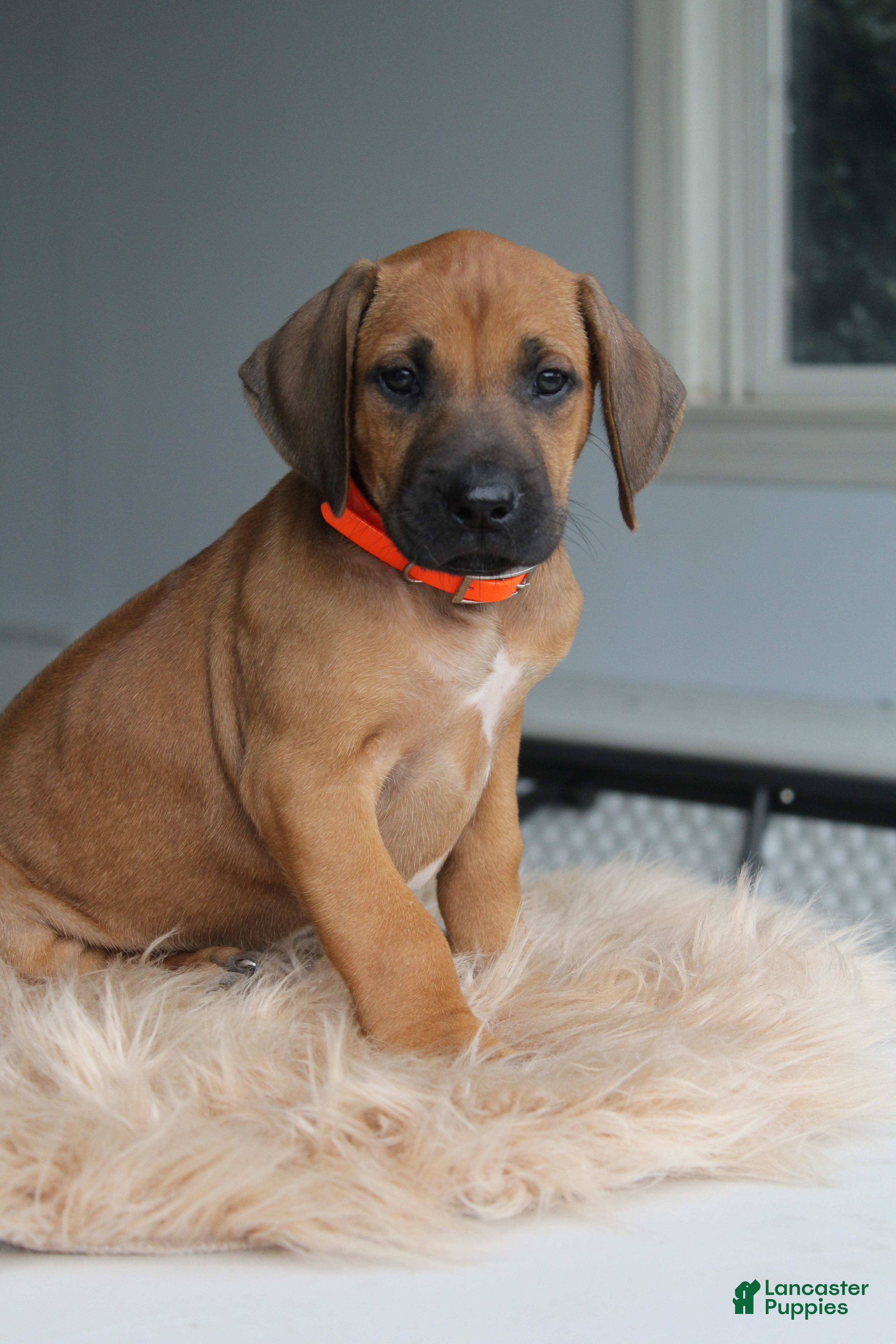 Rhodesian Ridgeback dogs Finn - Ad 1