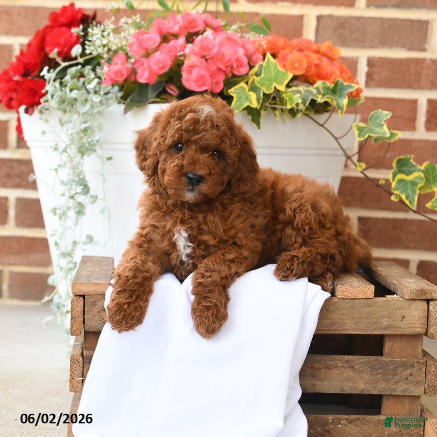 Miniature Poodle dogs for sale: Cocoa - Ad 2