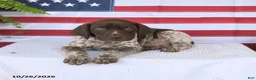 German Shorthaired Pointer dogs for sale: Texas - Ad 2