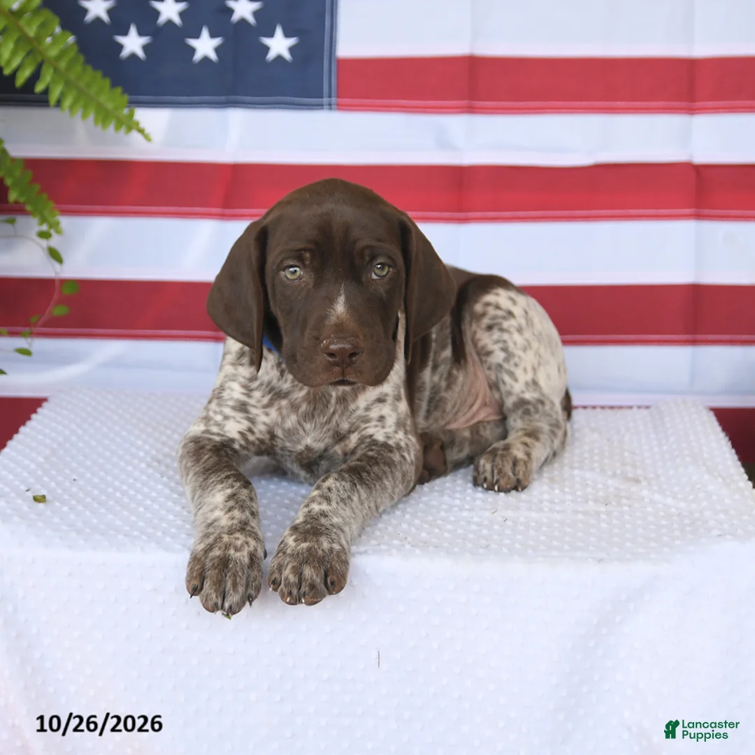 German Shorthaired Pointer dogs for sale: Texas - Ad 2