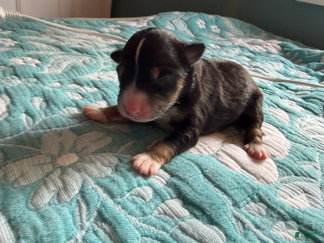 Australian Shepherd dogs for sale: Odessa  - Ad 1