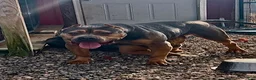 American Bully dogs for sale: Poncho  - Ad 2