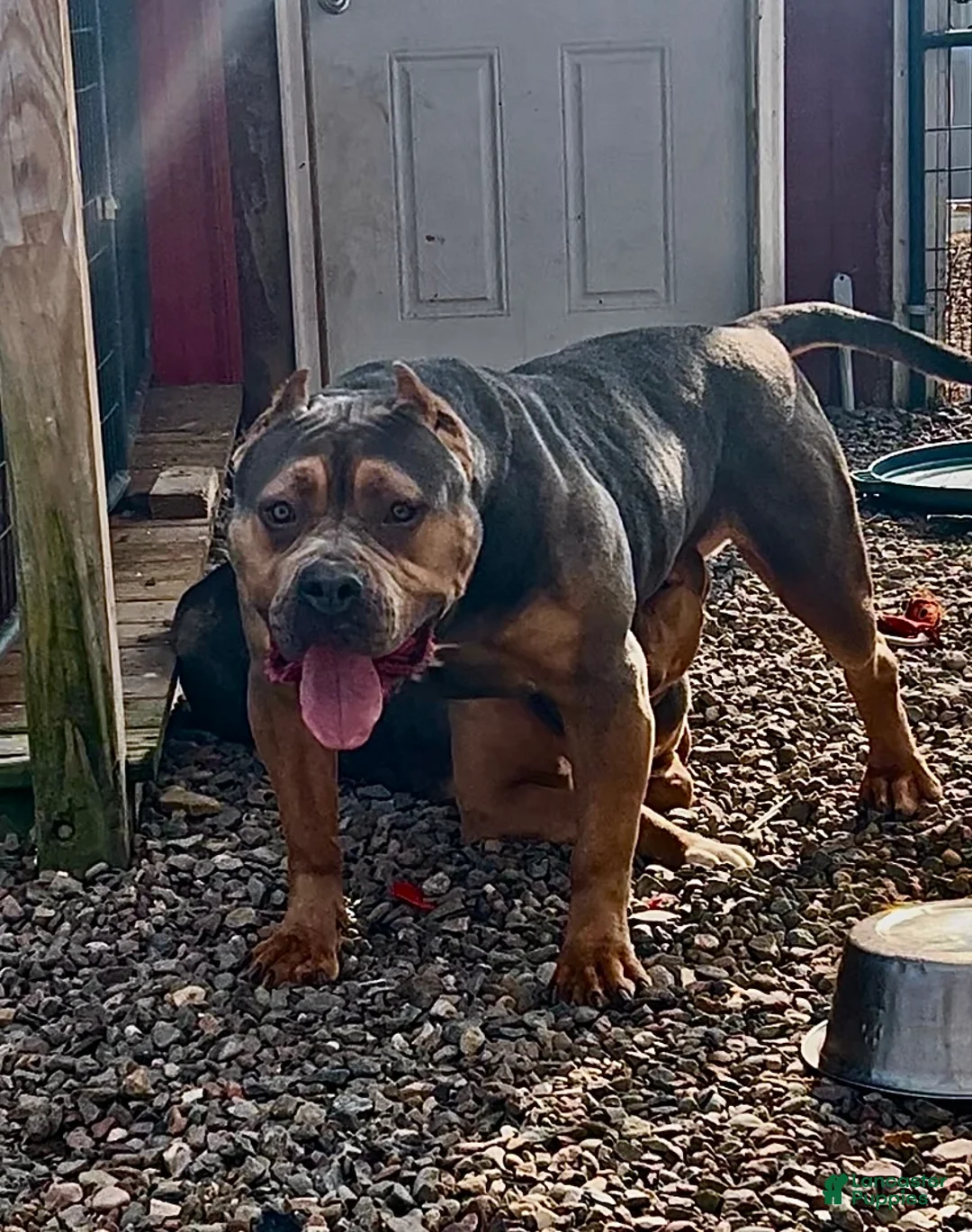 American Bully dogs for sale: Poncho  - Ad 2