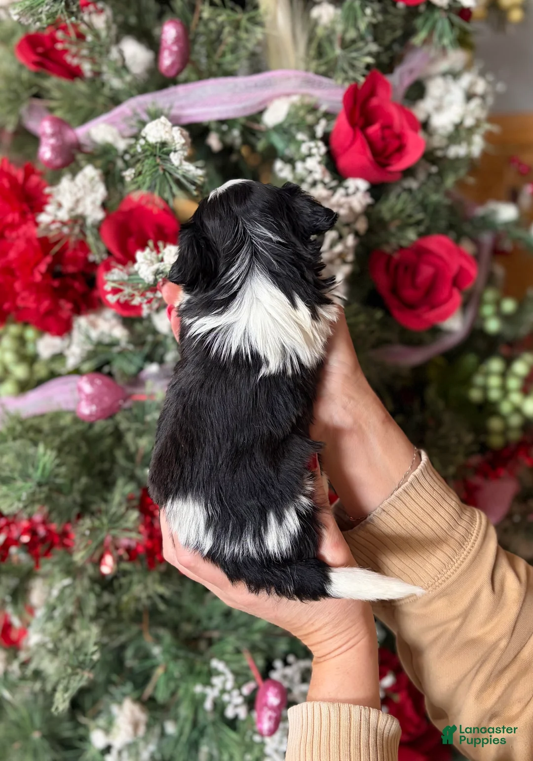 Malshi dogs for sale: Malshi Puppy 2 - Ad 3