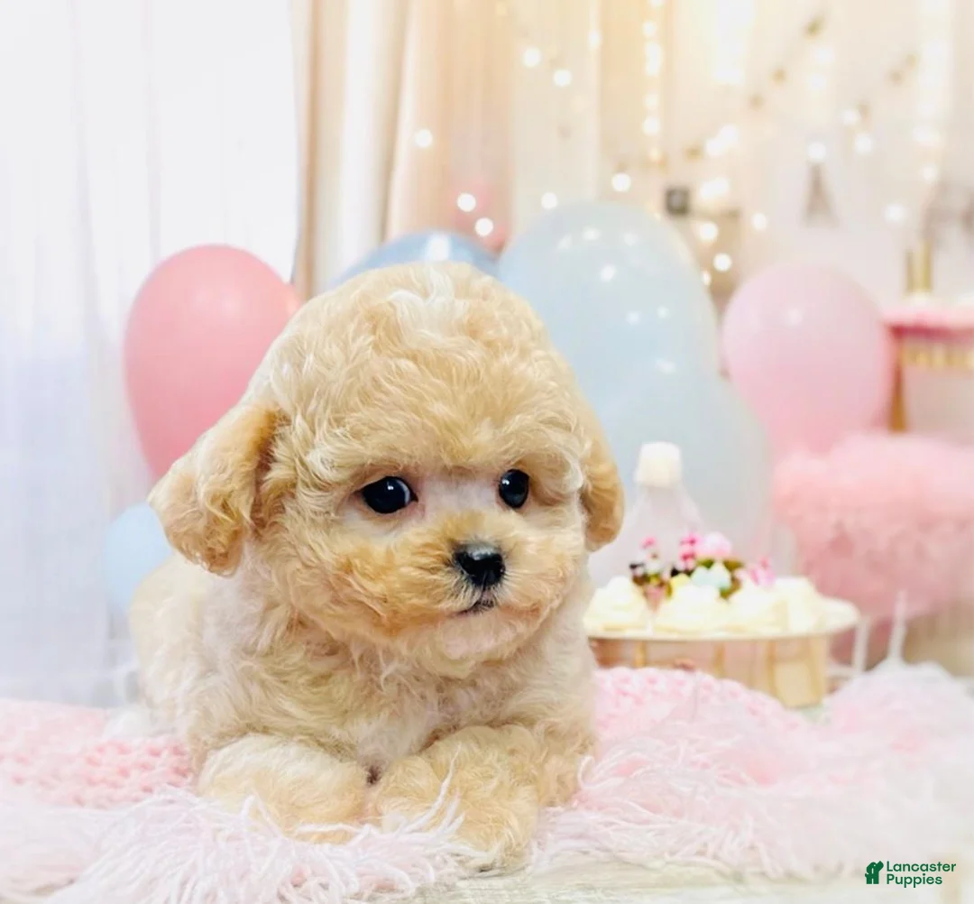 Miniature Poodle dogs for sale: Miniature Poodle Puppy 3 - Ad 3