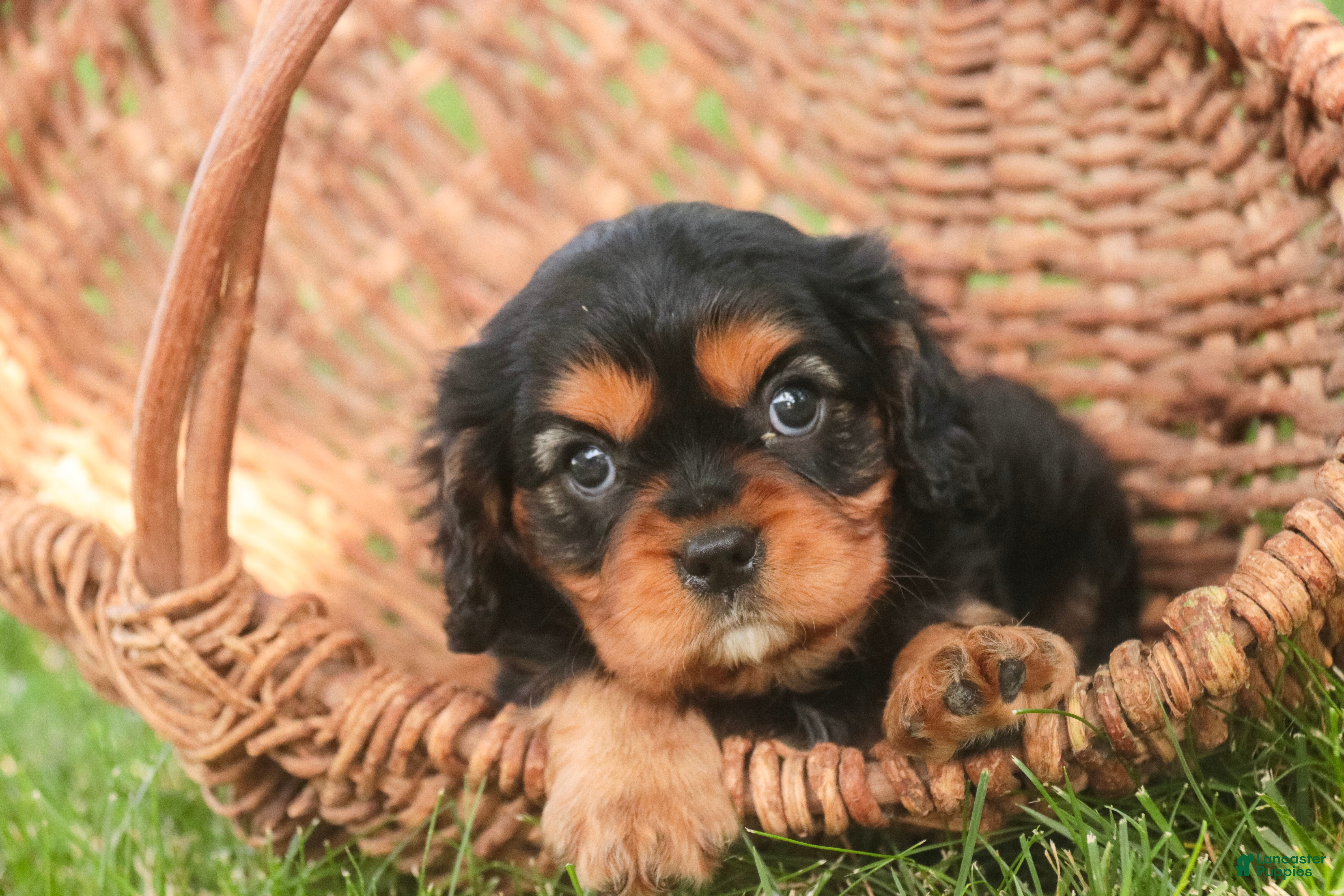Cavalier King Charles Spaniel dogs for sale: Leroy Cavalier King Charles Spaniel  - Ad 1