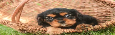 Leroy Cavalier King Charles Spaniel 