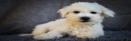 Maltese dogs for sale: Bryson 🐾 - Ad 10