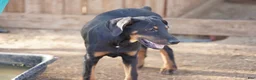 Doberman Pinscher dogs for sale: Milhouse - Ad 3