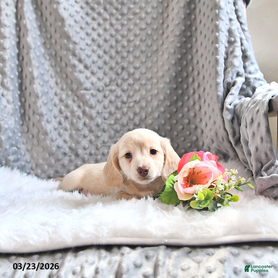 Miniature Dachshund dogs Abby - Ad 1