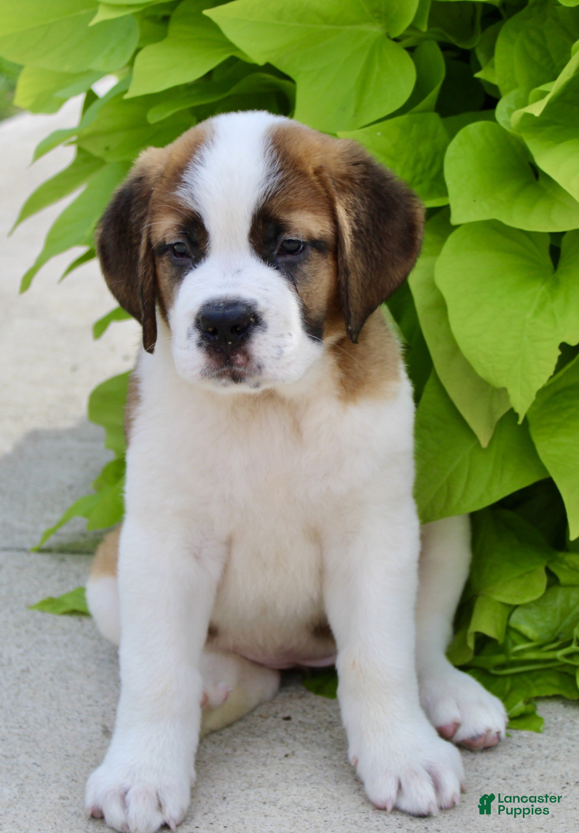 Saint Bernard dogs Annabelle - Ad 2