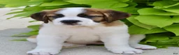 Saint Bernard dogs for sale: Annabelle - Ad 2