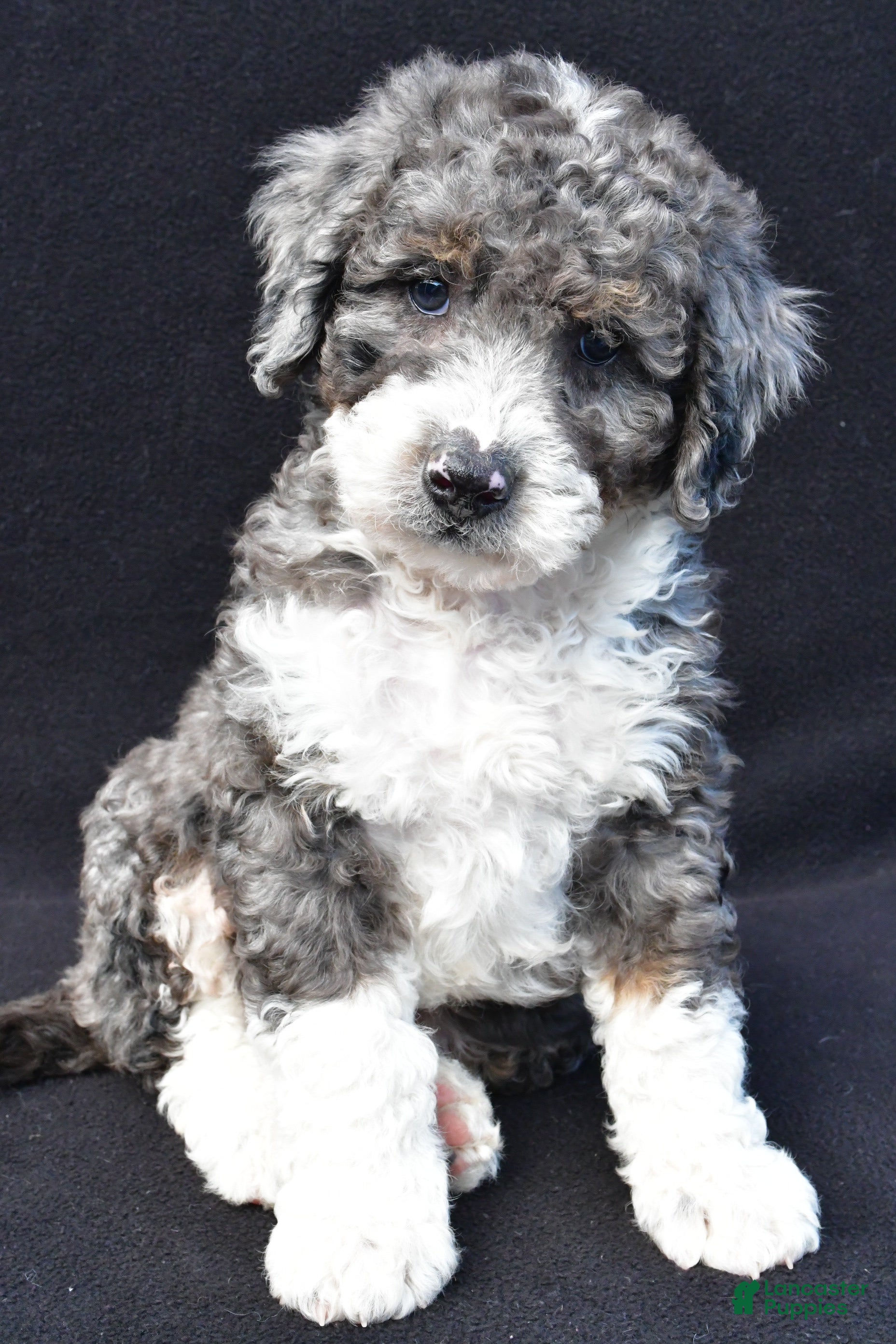 Mini Bernedoodle dogs Kaden - Ad 2