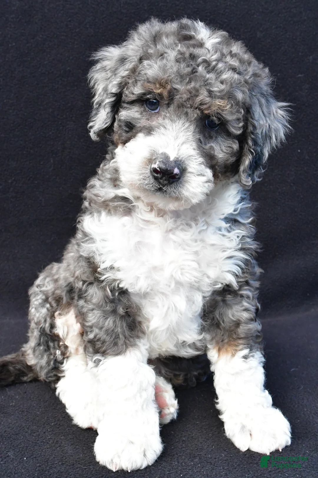 Mini Bernedoodle dogs for sale: Kaden - Ad 2