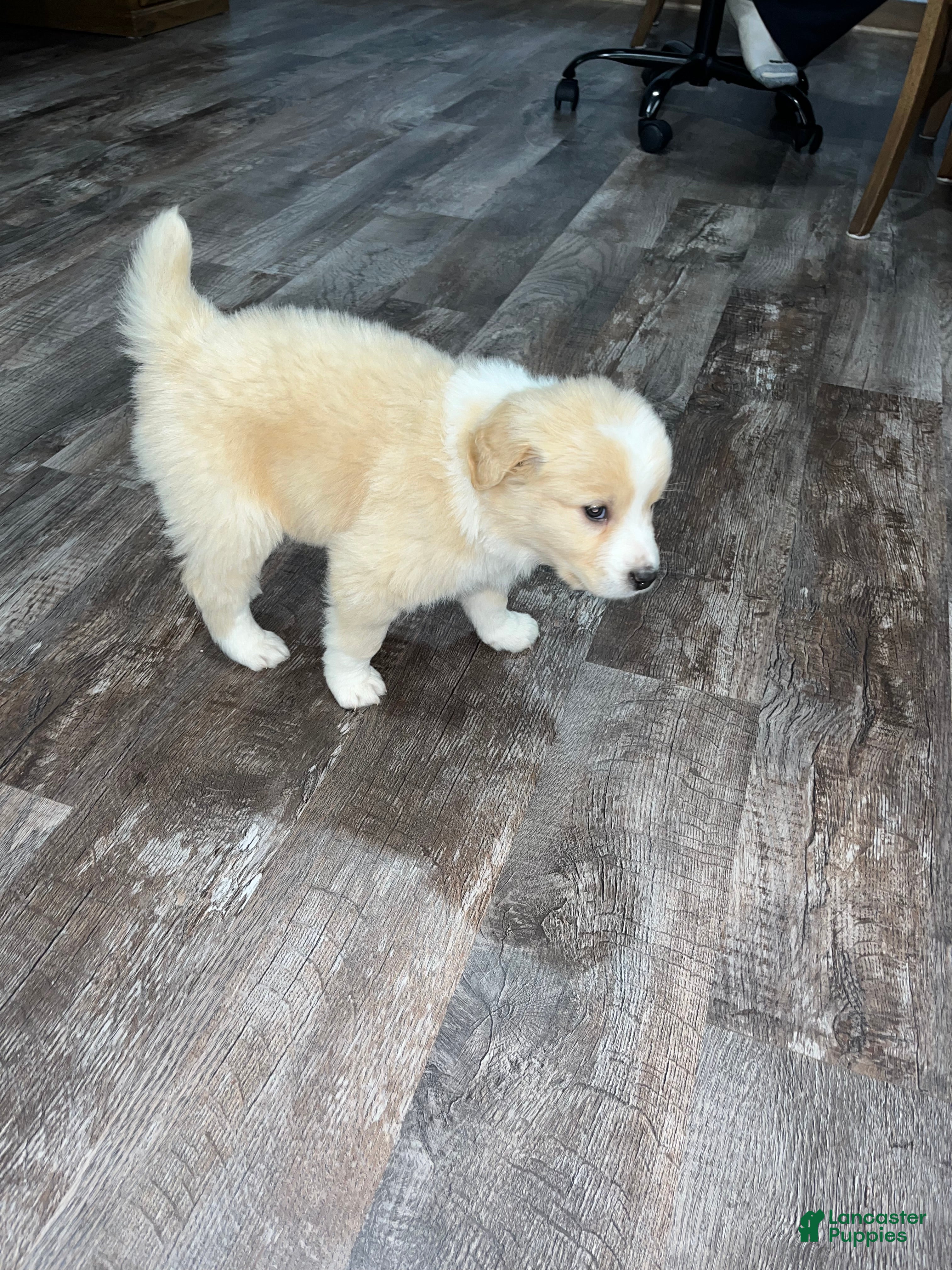 Mixed Breed dogs Bruno🩵 - Ad 34