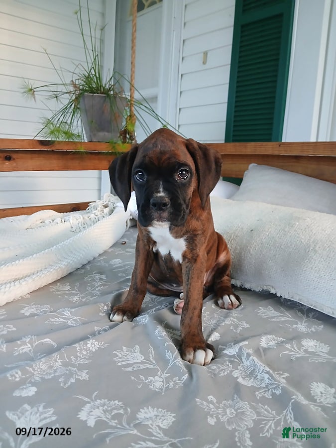 Boxer dogs Izzy - Ad 1