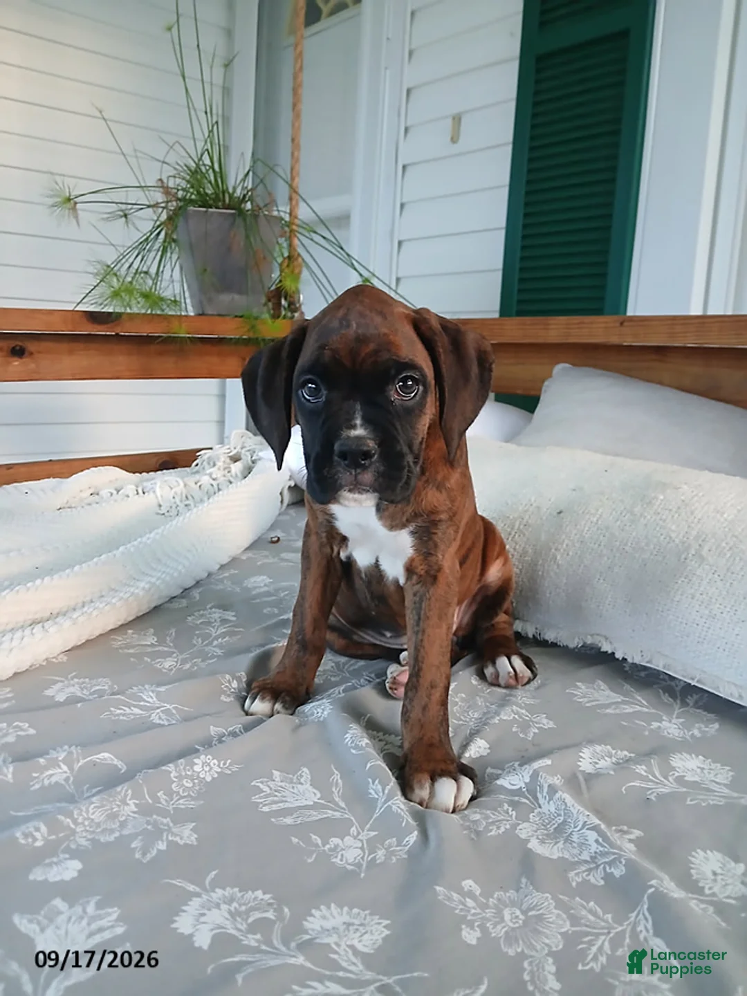 Boxer dogs for sale: Izzy - Ad 1
