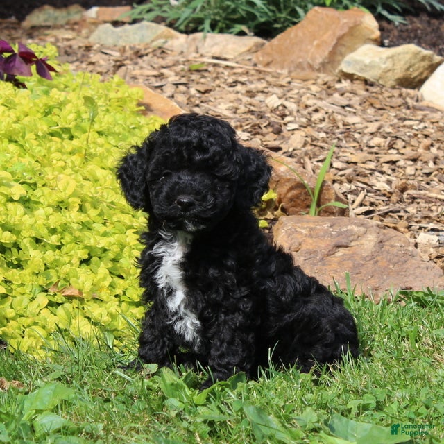 Toy Poodle dogs Bella  - Ad 1