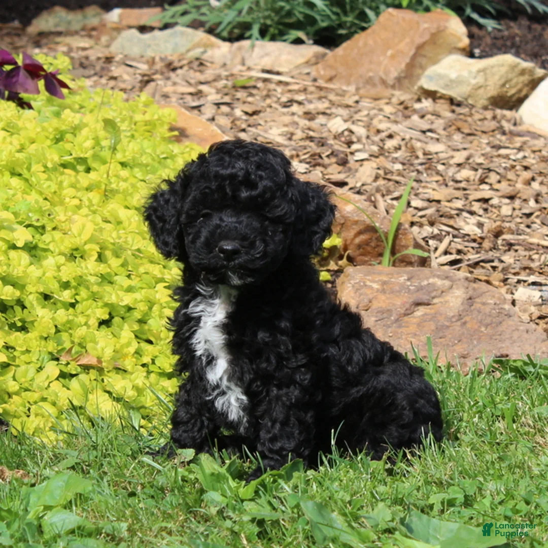 Toy Poodle dogs for sale: Bella  - Ad 1