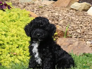 Toy Poodle dogs for sale: Bella - Ad 1