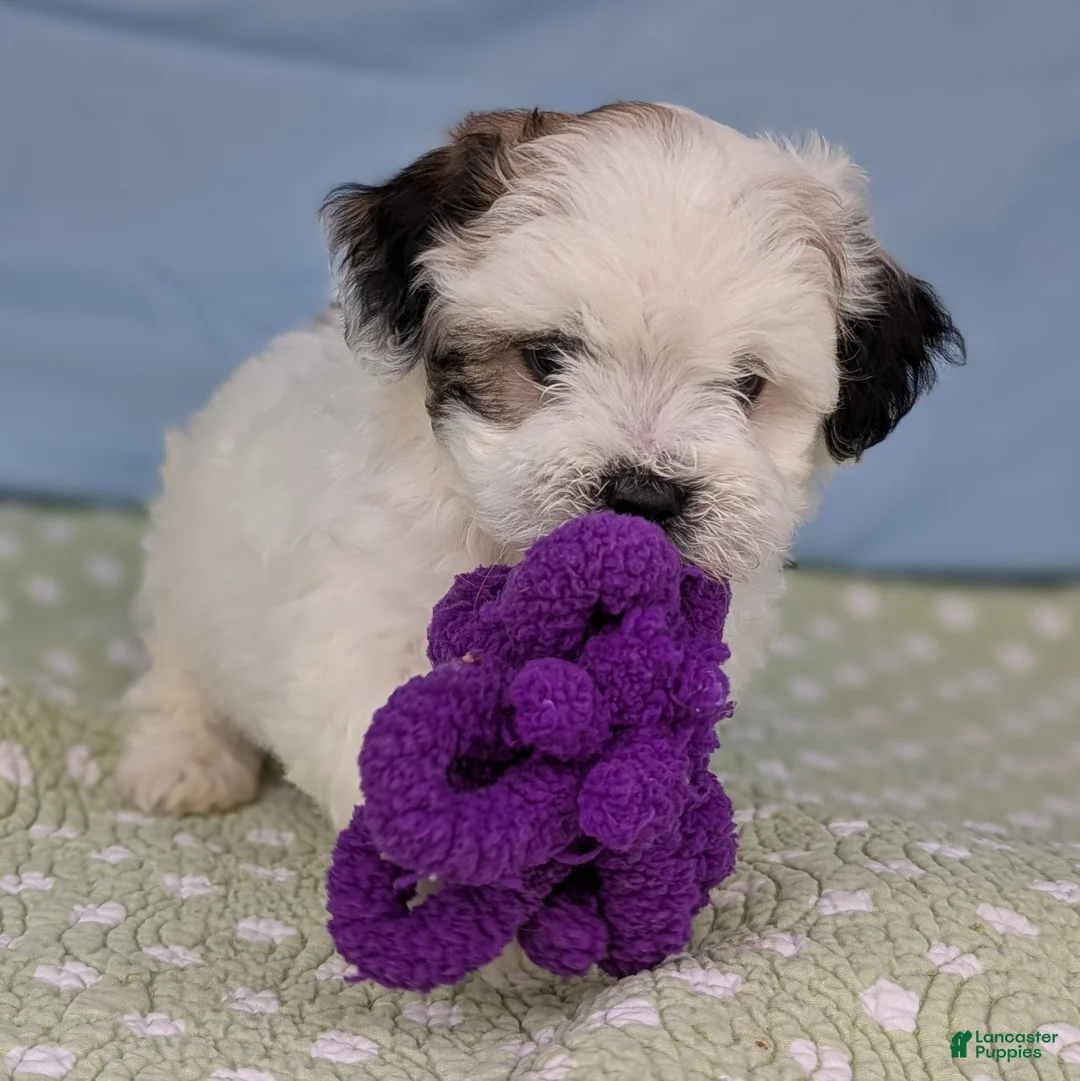 Teddy Bear dogs for sale: Trouble Puff - Ad 10