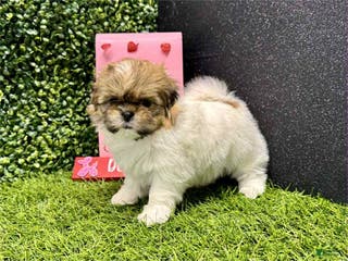 Shih Tzu dogs Leroy - Ad 37
