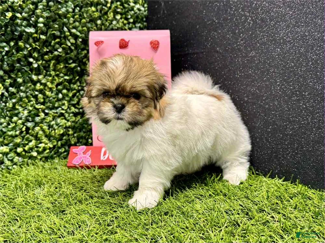 Shih Tzu dogs for sale: Leroy - Ad 1