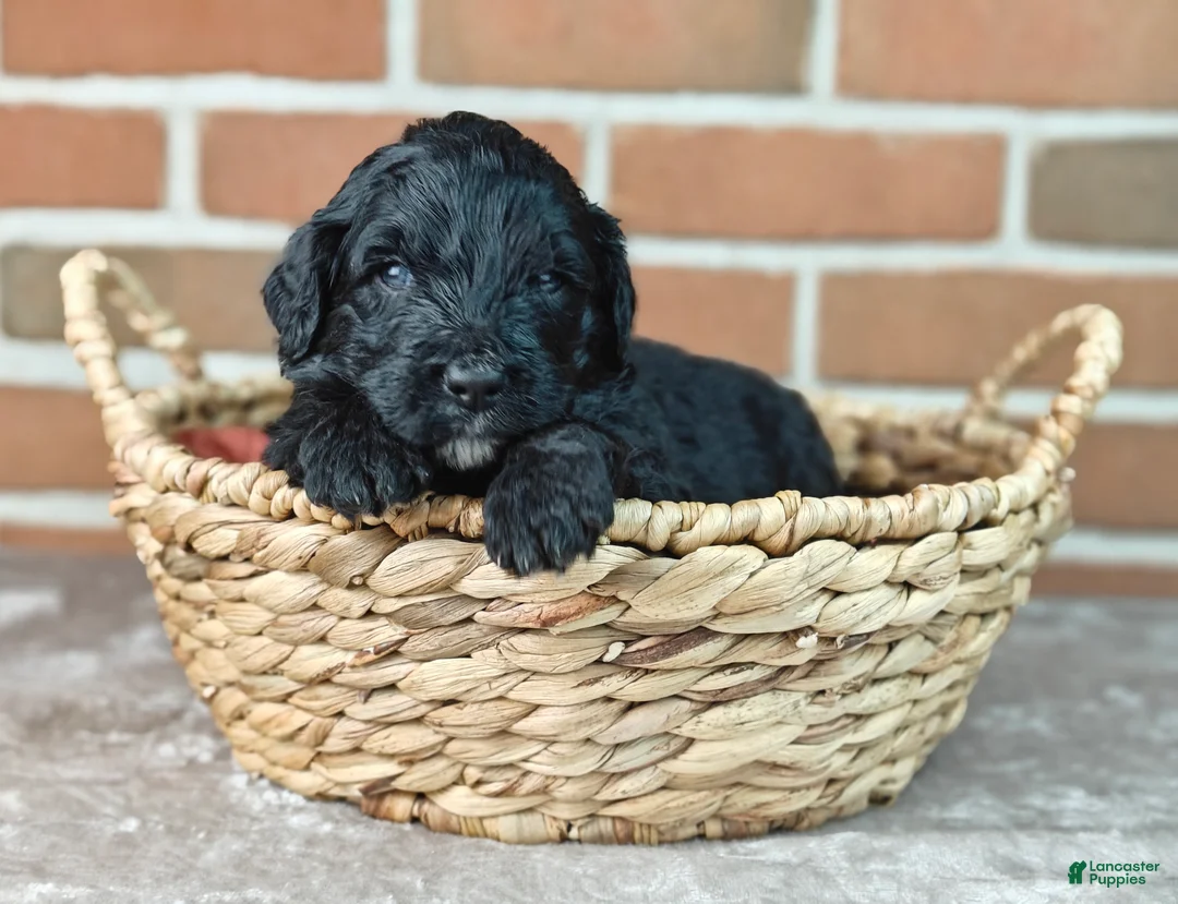 Bernedoodle dogs for sale: Thunder  - Ad 1