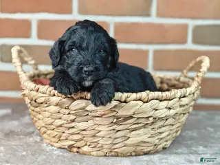 Bernedoodle dogs for sale: Thunder - Ad 3