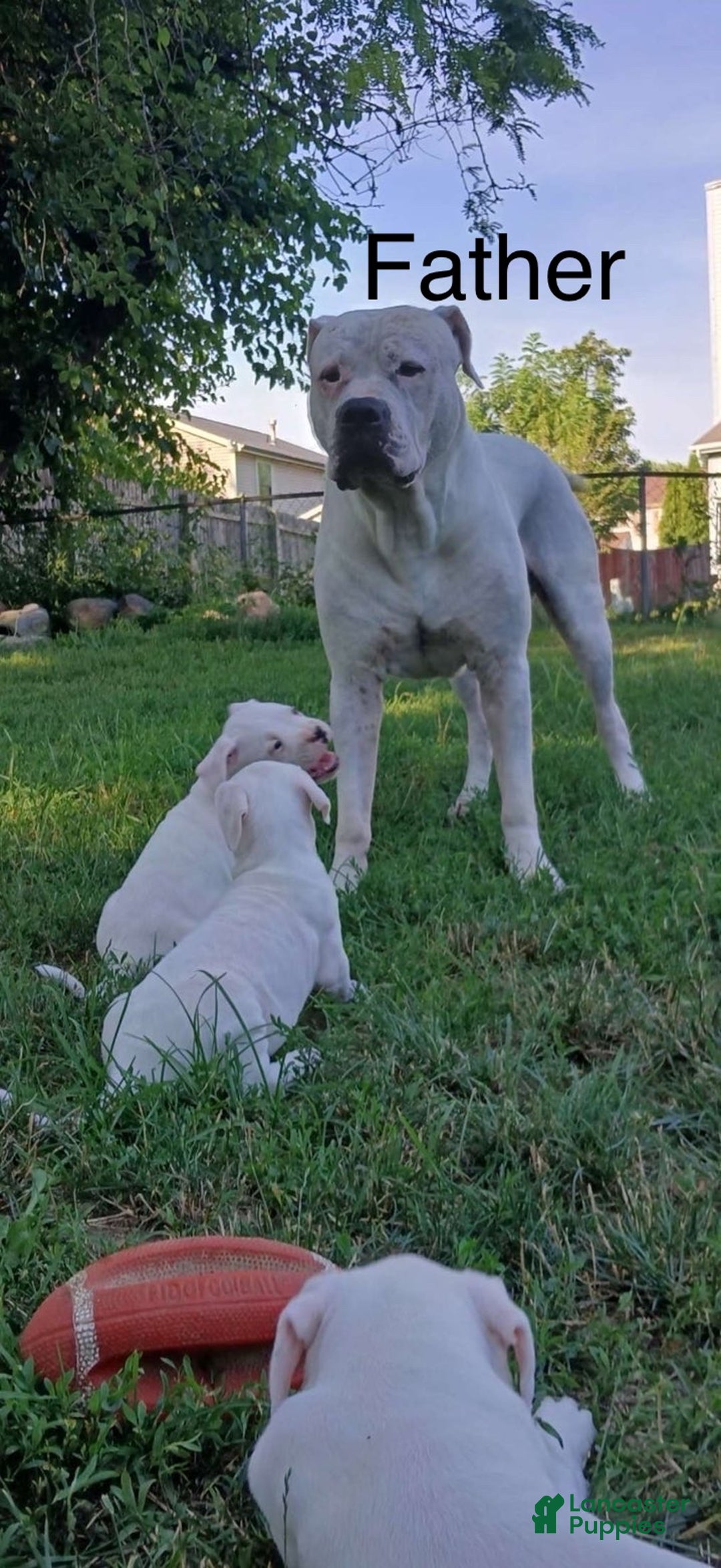 Dogo Argentino dogs for sale: Drego - Ad 4