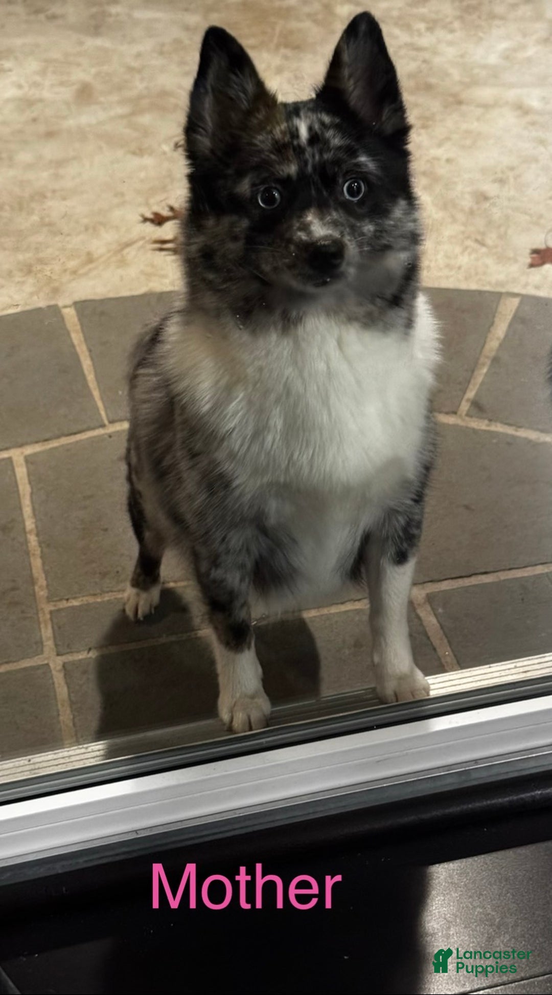 Pomsky dogs for sale: Pomsky Puppy black and white male - Ad 3