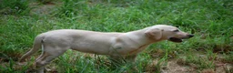 Labrador Retriever dogs for sale: Labrador Retriever 4 Amy - Ad 6