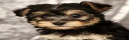 Yochon dogs for sale: Vanessa - Ad 9