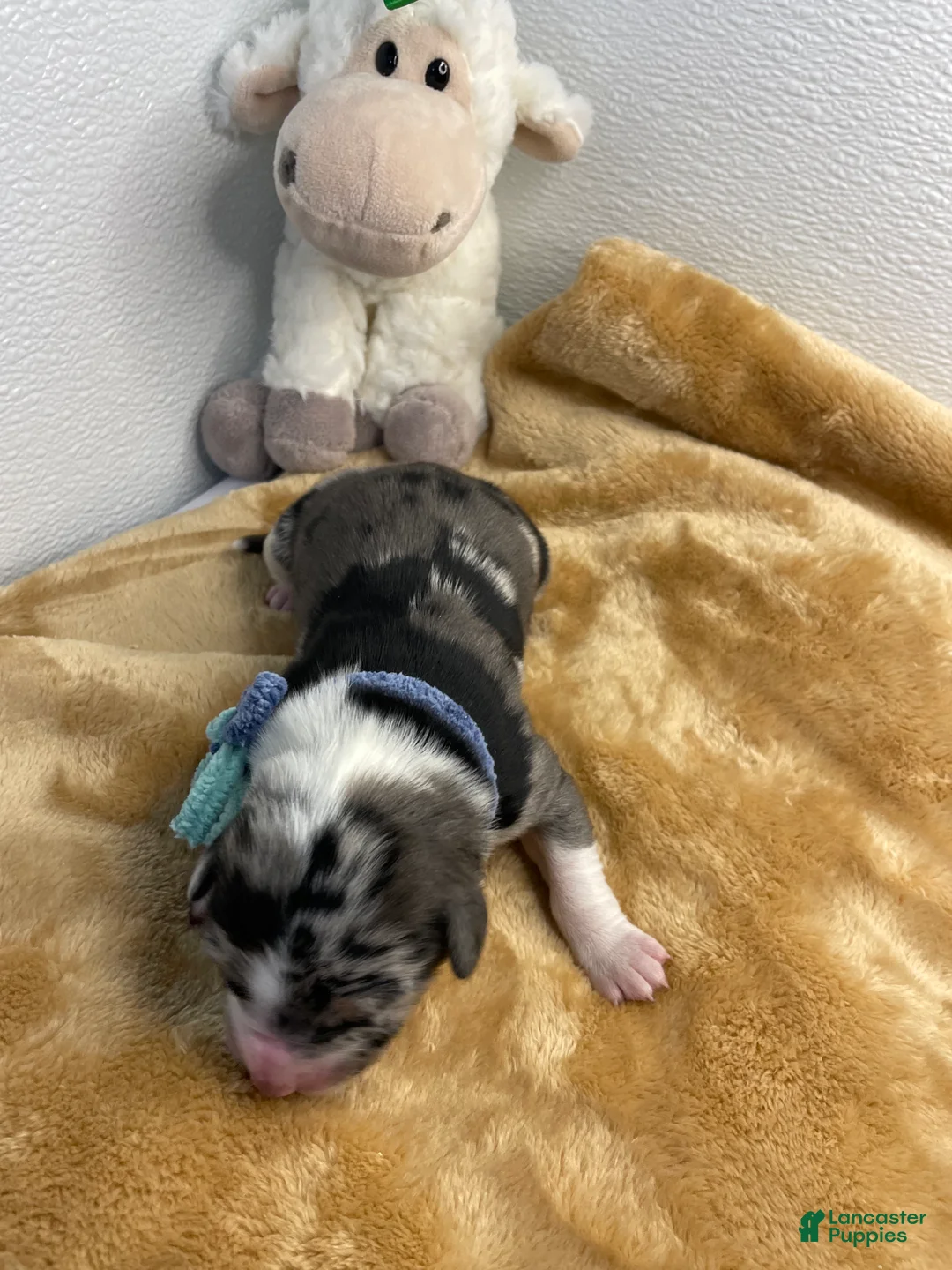 Australian Shepherd dogs for sale: Ellie - Ad 1