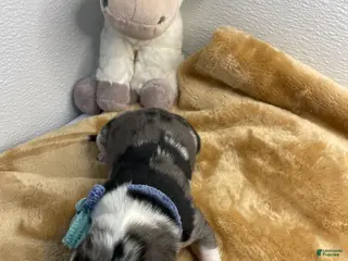 Australian Shepherd dogs Ellie - Ad 40