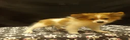 Pomeranian dogs for sale: Sterling - Ad 2