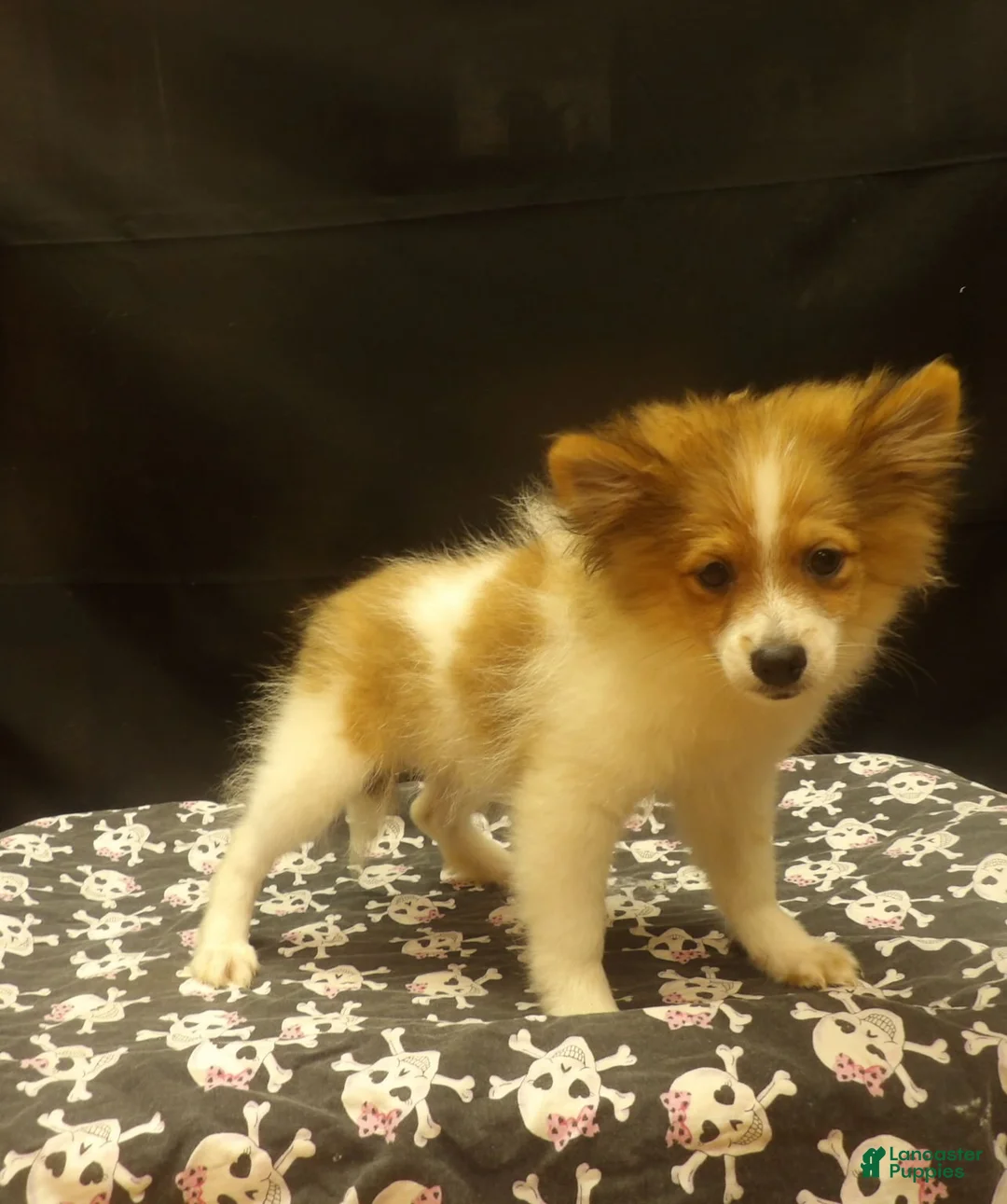 Pomeranian dogs for sale: Sterling - Ad 2