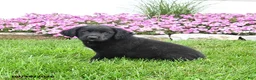 Mixed Breed dogs for sale: Bessie - Ad 3