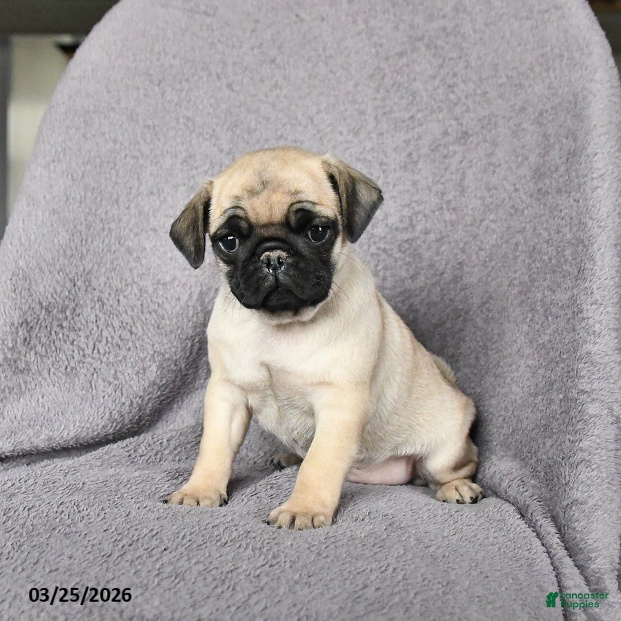 Pug dogs Charity - Ad 2