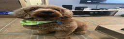 Goldendoodle dogs for stud: Noah  - Ad 3