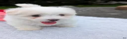 Maltese dogs for sale: Maltese 2 - Ad 24