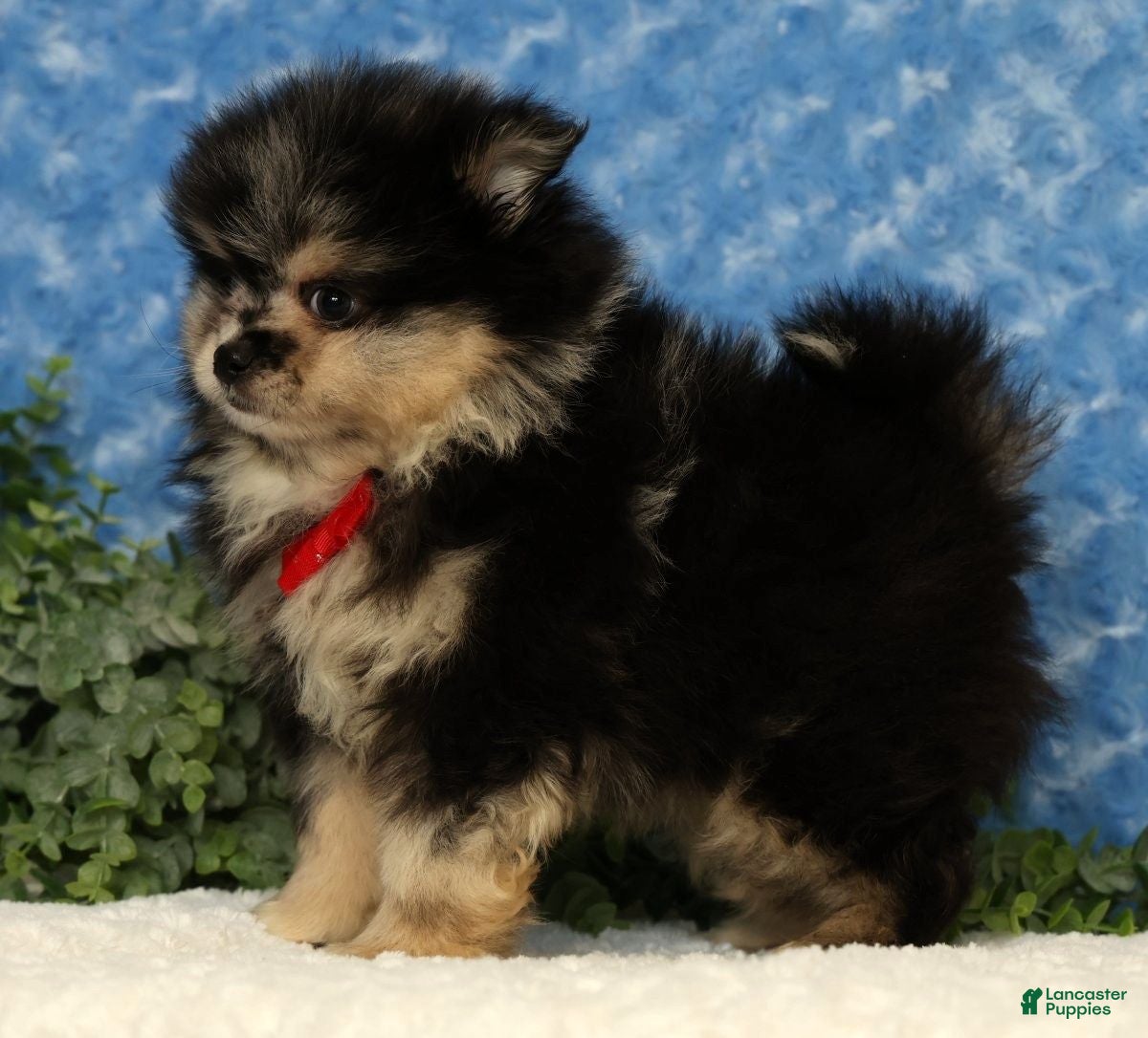 Pomeranian dogs for sale: Sonny - Ad 9