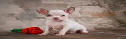 Chihuahua dogs for sale: Emmy - Ad 2