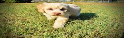 Havapoo dogs for sale: Lemony-Sale!!! - Ad 8