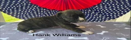 American Bulldog dogs for sale: Male #3/ Hank Williams - Ad 2