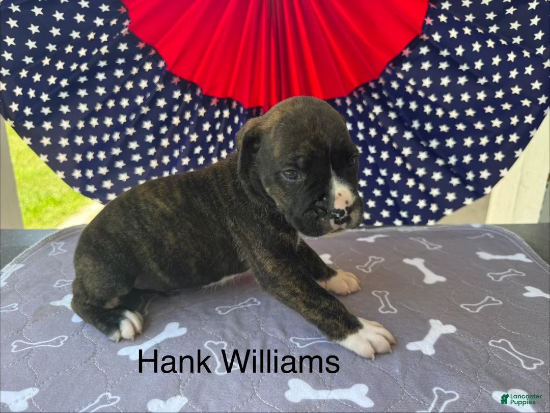American Bulldog dogs for sale: Male #3/ Hank Williams - Ad 2
