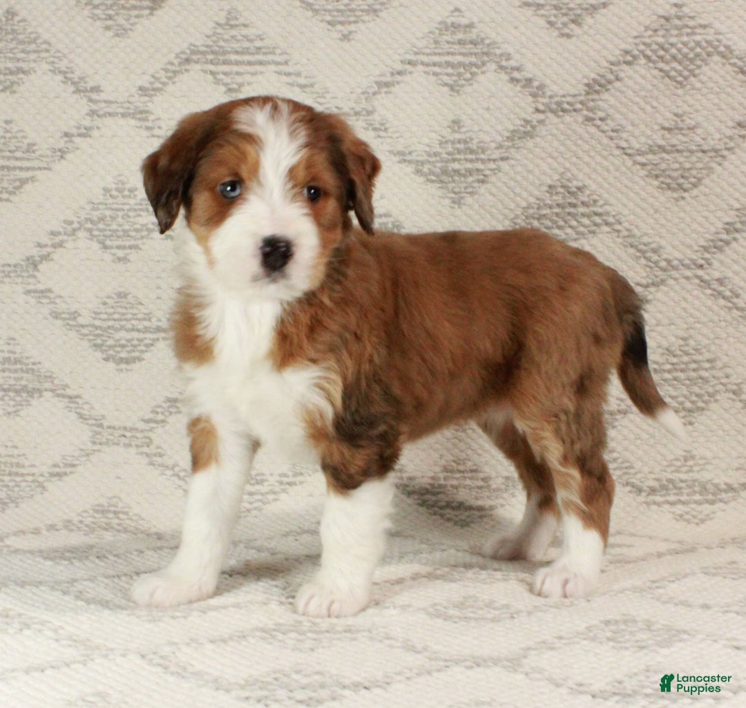 Bernedoodle dogs for sale: Sophie  - Ad 6