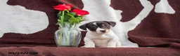 Jack Russell Terrier dogs for sale: Mack - Ad 1