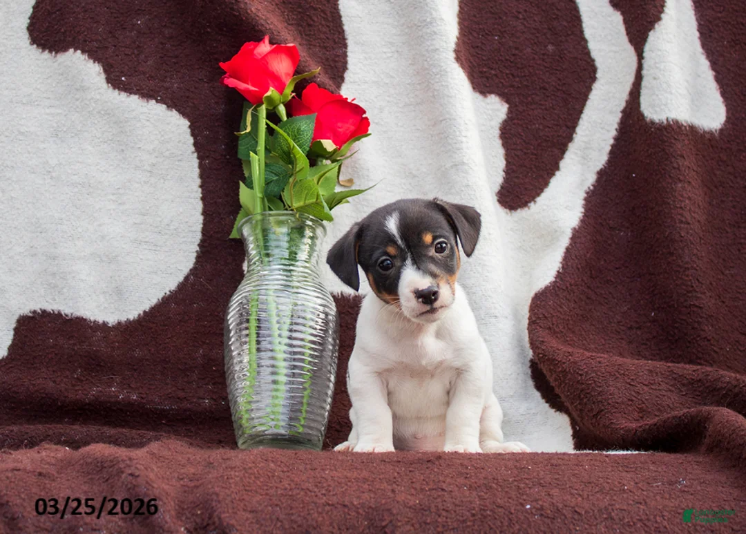 Jack Russell Terrier dogs for sale: Mack - Ad 1